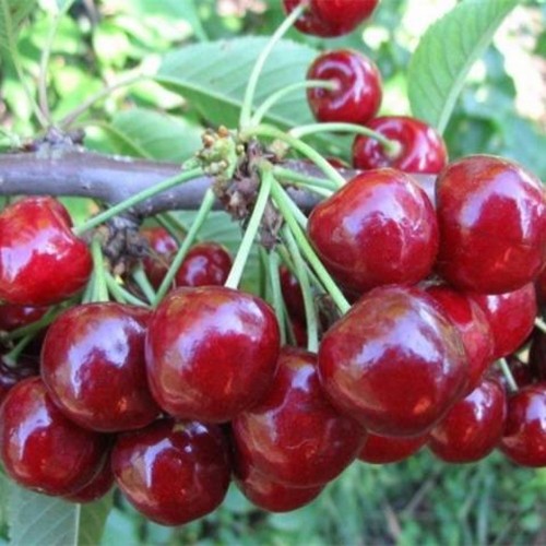 Prunus cerasus 'Desertnaja Morozovoi' - Hapu kirsipuu 'Desertnaja Morozovoi' C6/6L